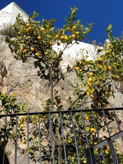 Mirador Del Olivar Olvera Dış mekan fotoğraf
